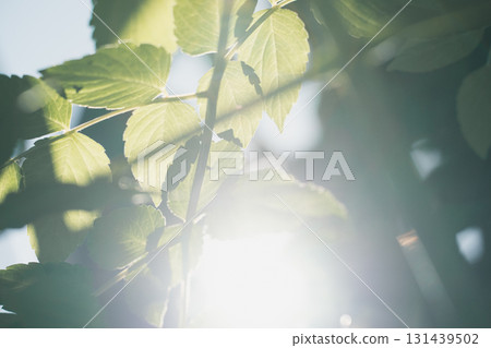 葉子 樹葉 葉 131439502