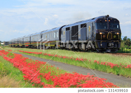 The cruise train "Seven Stars" (JR Kyushu) runs along the Kyudai Main Line, where red spider lilies bloom. 131439910