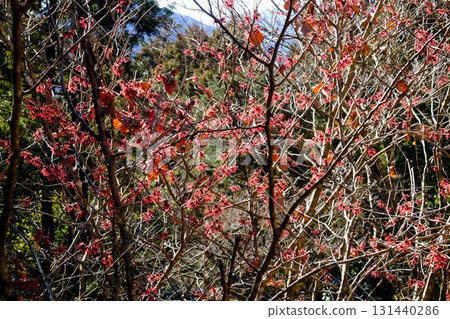 金縷梅在森林中盛開[相模原市津久井，2月] 131440286