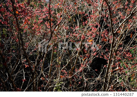 Flower of witch hazel [Tsukui, Sagamihara City, February] 131440287
