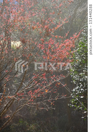 冬日斜陽下的金縷梅 [相模原市津久井 2月] 131440288