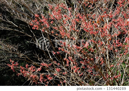 沐浴在陽光下的金縷梅花[相模原市津久井，2月] 131440289
