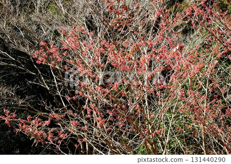 Witch hazel blooms in the forest [Tsukui, Sagamihara City, February] 131440290