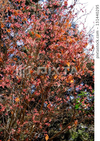 Witch hazel flowers bloom in abundance [Tsukui, Sagamihara City, February] 131440295