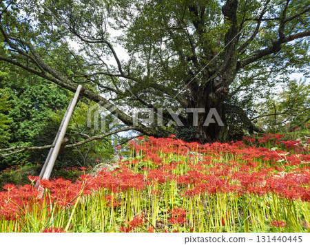 千禧年櫻花與朱紅色花壇 131440445