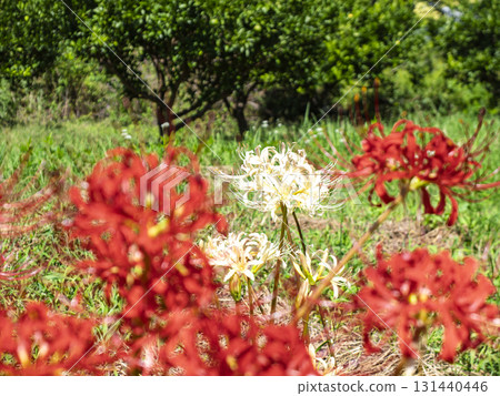 白色的蜘蛛百合在朱紅色的襯托下格外醒目 131440446