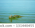 ducks swimming on the lake 131440455