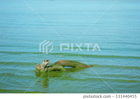 ducks swimming on the lake 131440455