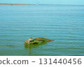 colorful sea turtle in the sea 131440456