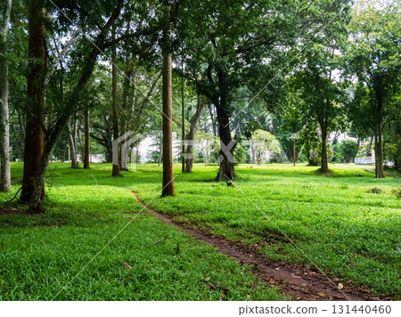 green park with trees and grass lawn green park with trees and grass lawn 131440460