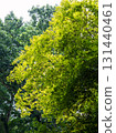 green maple leaf in the park 131440461