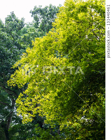 green maple leaf in the park green maple leaf in the park 131440461
