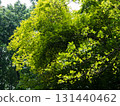 green forest with sunlight 131440462