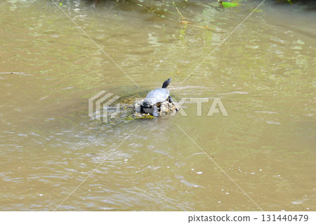 Basking turtle, tortoise Basking turtle, tortoise 131440479