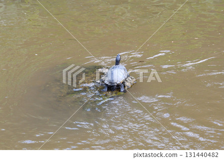 Basking turtle, tortoise 131440482