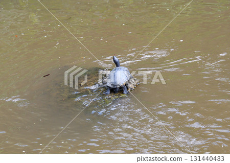 Basking turtle, tortoise 131440483