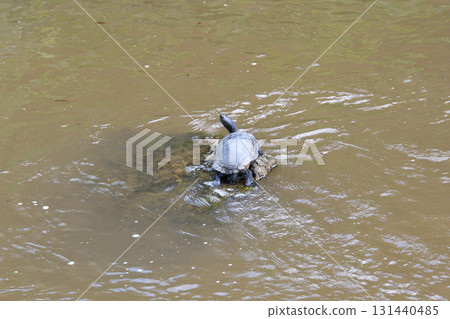 姥龜、陸龜 131440485