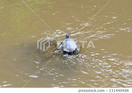 姥龜、陸龜 131440486