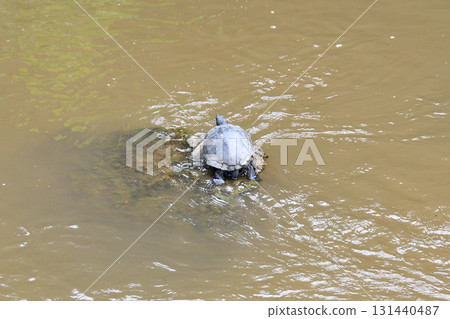 Basking turtle, tortoise 131440487