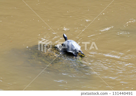 Basking turtle, tortoise Basking turtle, tortoise 131440491