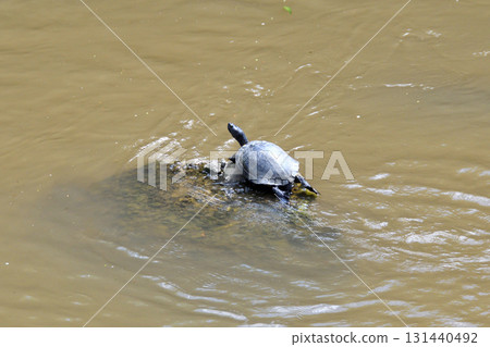 Basking turtle, tortoise Basking turtle, tortoise 131440492