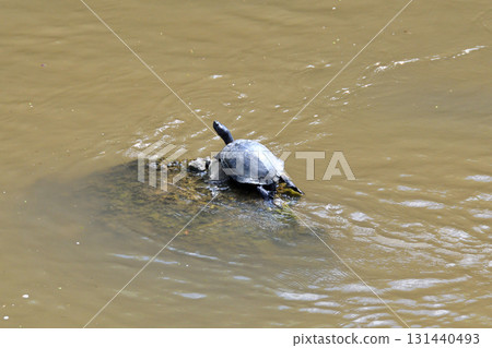 姥龜、陸龜 131440493