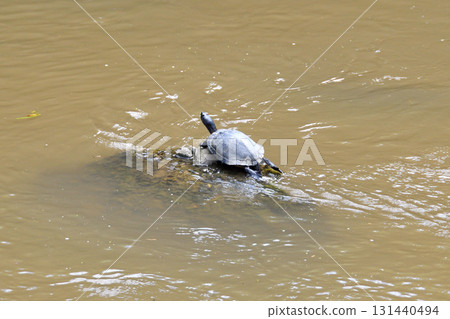 Basking turtle, tortoise 131440494