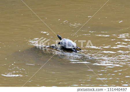 Basking turtle, tortoise 131440497