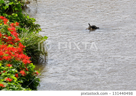 姥龜、陸龜 131440498