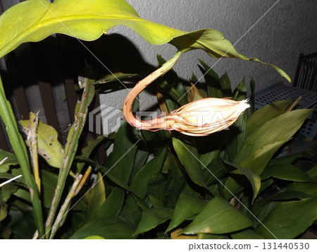 A large white bud of a moonlit beauty that can only be enjoyed for one night. 131440530