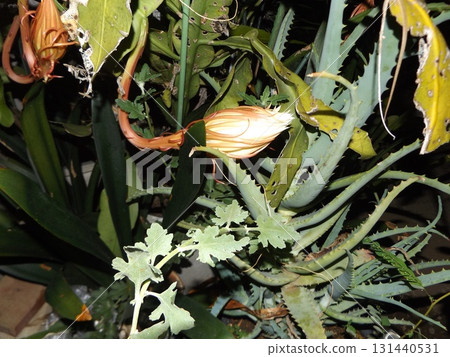 大白夜來香開始綻放，這種花只能欣賞一晚。 131440531