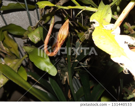 月光下的大白花蕾，只能欣賞一晚。 131440533