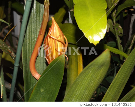 月光下的大白花蕾，只能欣賞一晚。 131440535