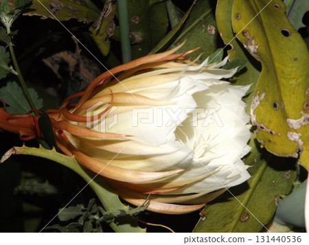 月光下的大白花蕾，只能欣賞一晚。 131440536