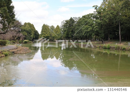 埼玉縣上尾市圓山公園的池塘風景 131440546