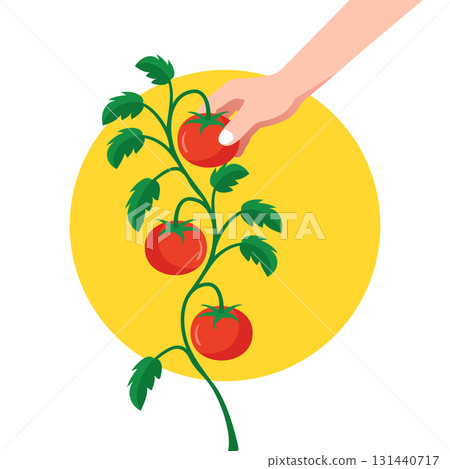 Minimalist Vector Illustration of Hand Picking Tomato 131440717