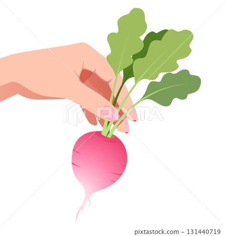 Minimalist Vector Illustration of Hand Holding Radish 131440719