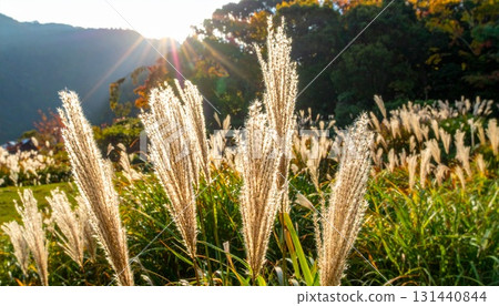 Western Susuki Western Susuki 131440844