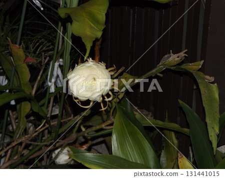 月光下的大白花蕾，只能欣賞一晚。 131441015