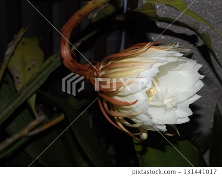 月光下的大白花蕾，只能欣賞一晚。 131441017