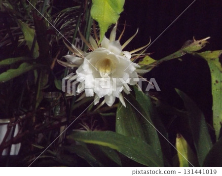 A large white moonbeauty flower that can only be enjoyed for one night. 131441019