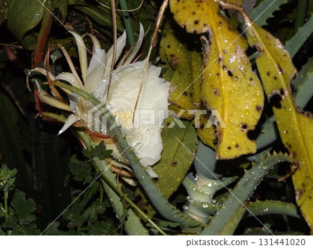 A large white moonbeauty flower that can only be enjoyed for one night. 131441020