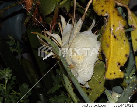 白色的大月季花，只能觀賞一晚。 131441021