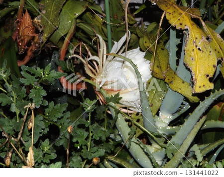 A large white bud of a moonlit beauty that can only be enjoyed for one night. A large white bud of a moonlit beauty that can only be enjoyed for one night. 131441022