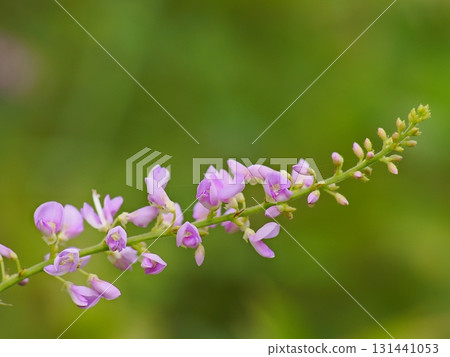 Wisteria elephant flower Wisteria elephant flower 131441053