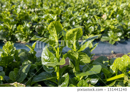 農場裡的牽牛花 農場裡的牽牛花 131441240