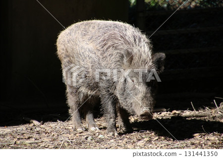 boar  131441350