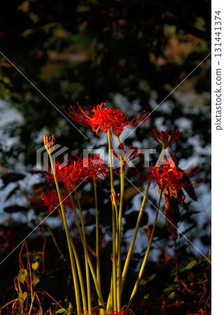 愛知縣:矢田川河畔盛開的石蒜花 愛知縣:矢田川河畔盛開的石蒜花 131441374