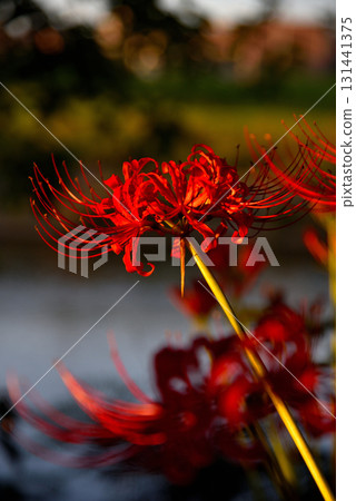 Aichi Prefecture: Cluster amaryllis blooming on the banks of the Yada River 131441375