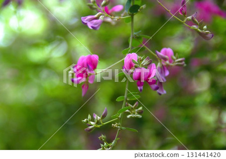 Bush clover 131441420